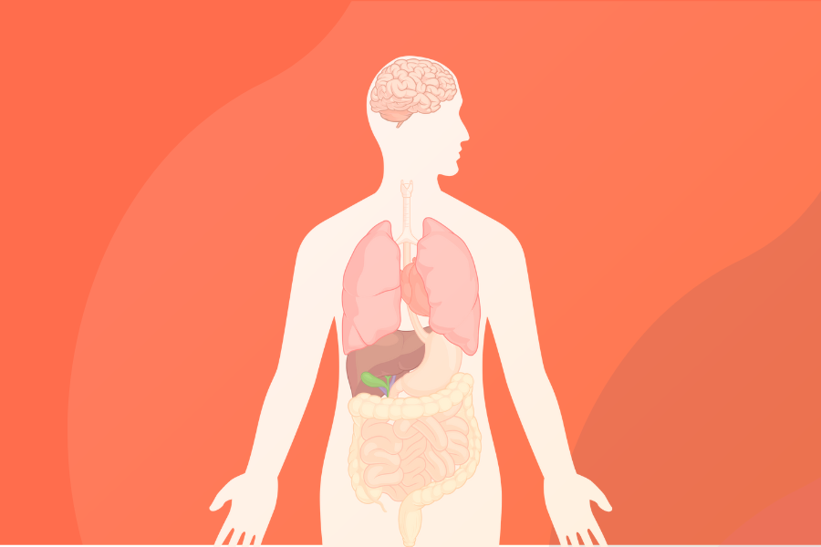 El cuerpo humano y sus sistemas